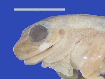 Media type: image; Herpetology A-100899